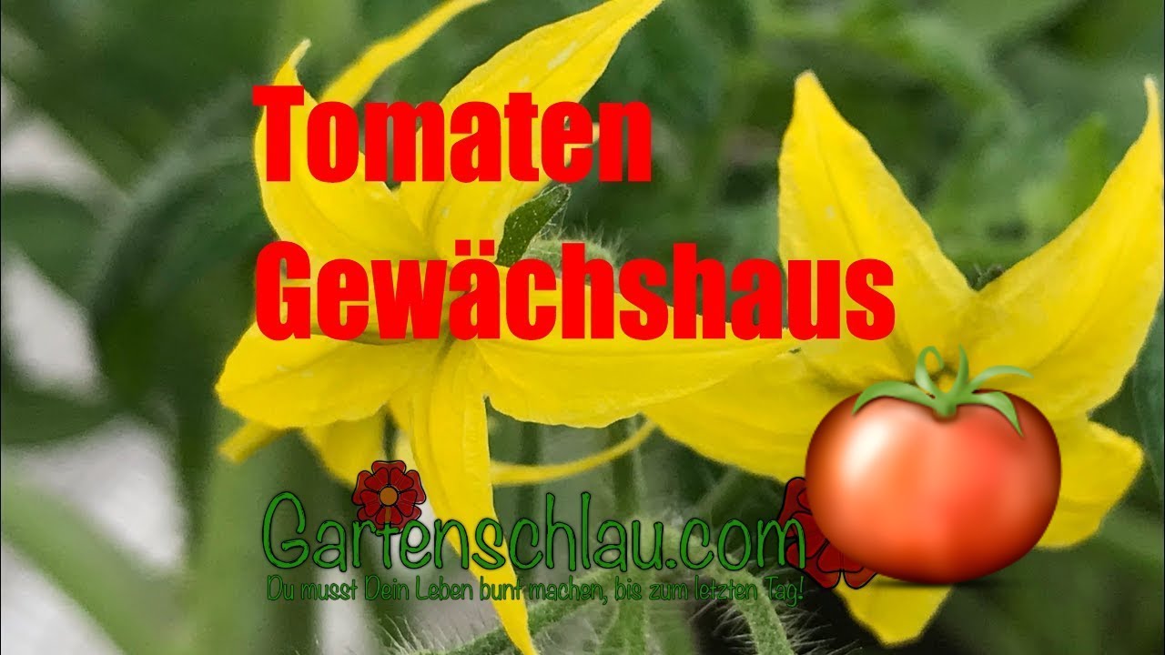 Selbstversorger-Gewächshaus Ende Mai: Tomaten, Papaya und Tamarillo