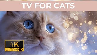 🔴 LIVE Cat TV 4K︱Birds for Cats to Watch︱Squirrel Videos for Cats︱Cat Videos︱TV for Cats︱Cat Games