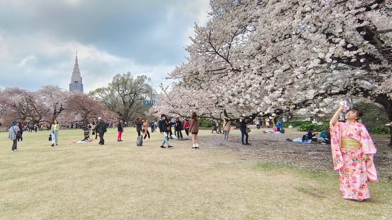 2023/3/30 櫻花盛開、新宿御苑、皇居、東京車站、淺草寺♡張景惠