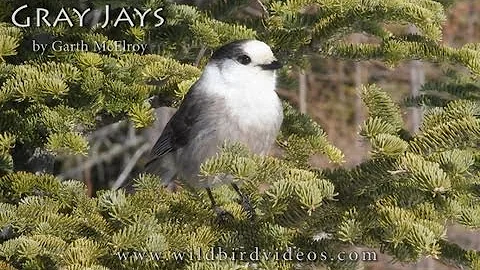 Gray Jays