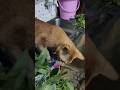 billi 😺 hai ya bakri 🐐 please 🥺 aaplog bolo dost #viralcat #youtubeshorts #funnycat