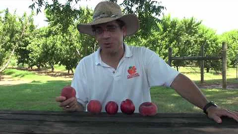 Different Kinds of Peaches - Everything About Peaches - DayDayNews