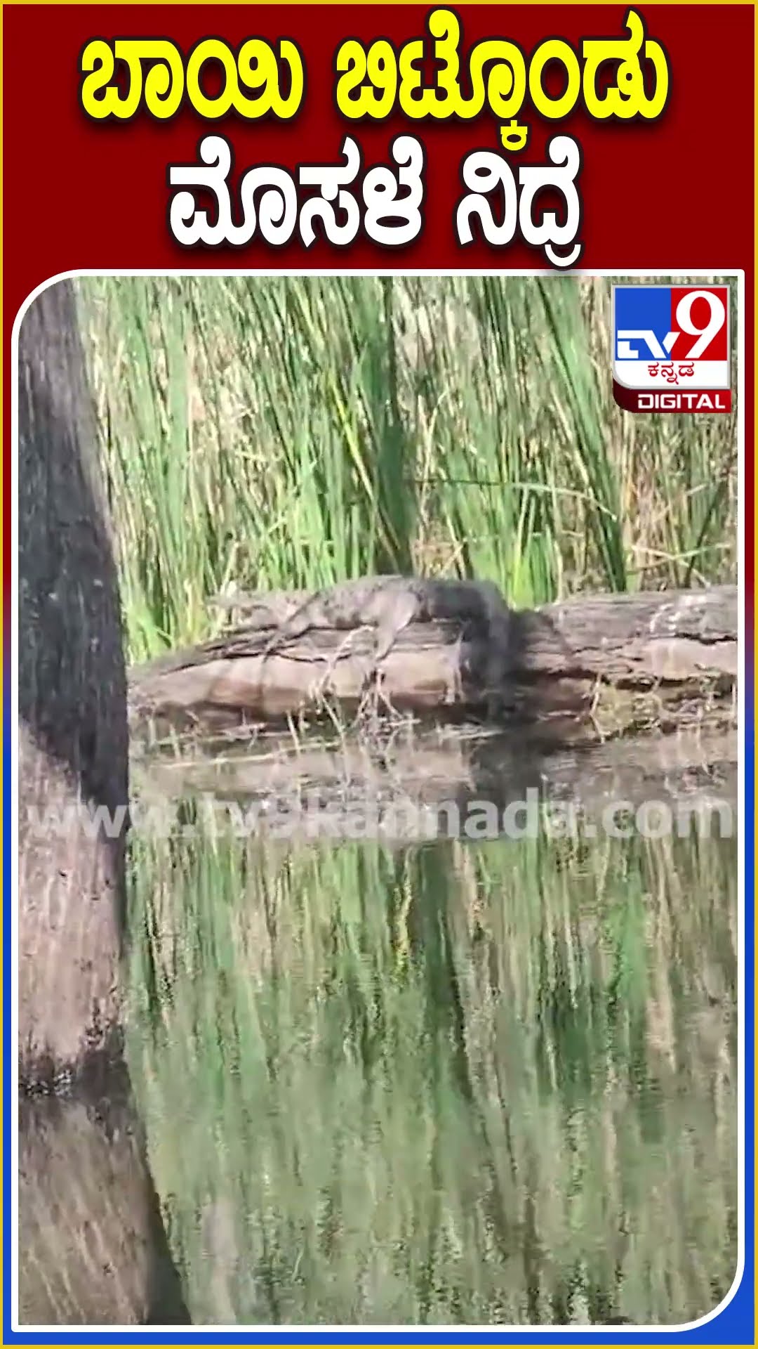 ಬಾಯಿ ಬಿಟ್ಕೊಂಡು ಮೊಸಳೆ ನಿದ್ರೆ #Crocodile #Tv9D