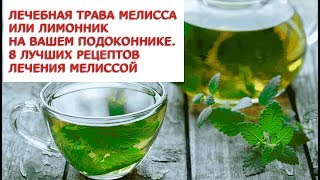 Лечебная трава мелисса или лимонник на Вашем подоконнике 8 лучших рецептов лечения мелиссой Лечебная трава мелисса или лимонник на Вашем подоконнике 8 лучших рецептов лечения мелиссой