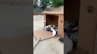Big Traps 2025 | Pigeon Trap using Cardboard Box #trap #pigeon #kabutar #birds #pets