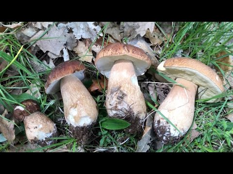 Video: Cep mushroom: varieties, habitats