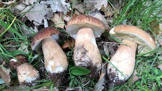 How To Find And Identify Porcini Mushrooms 2023