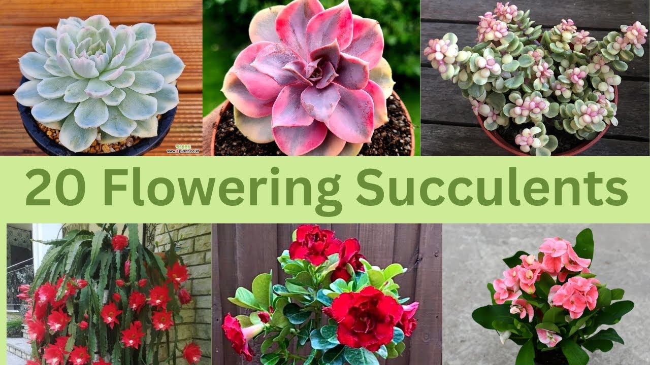 20 Flowering Succulents With Beautiful Blooms for Your Home and Garden
