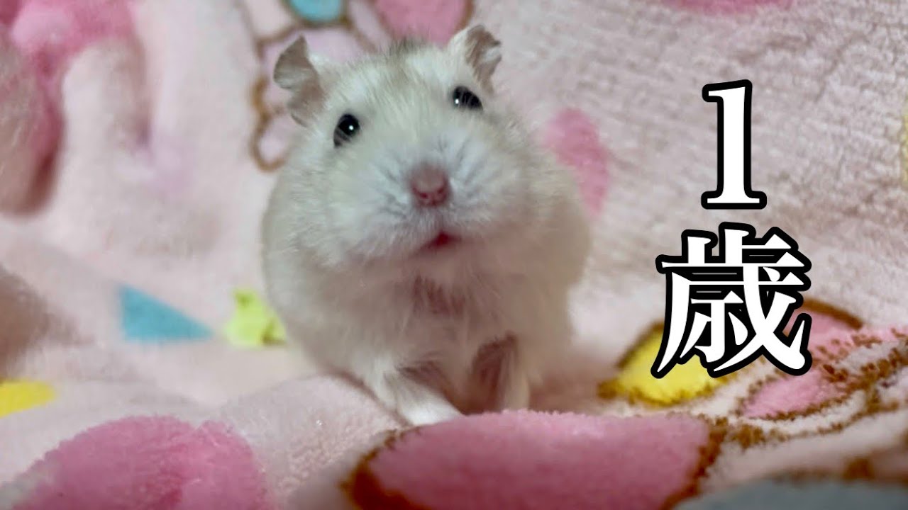 もちもちなハムスターのきんたくんが1歳を迎えました - YouTube