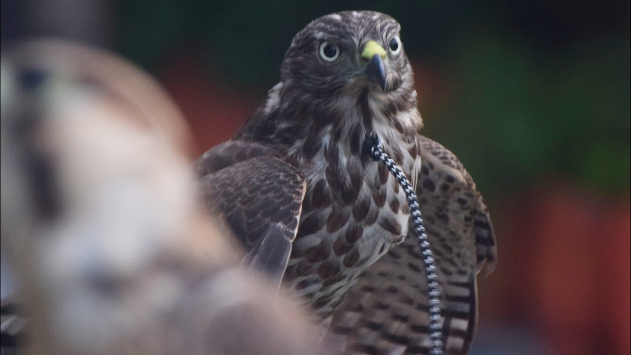 1st day of training of shikra(3nut3) || @falconryartofkings