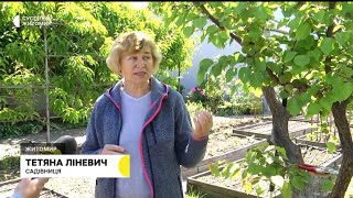 Тетянина садиба// Нормування плодових дерев