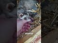 animal pets #viralvideo #animals #funnyanimals #shortvideo #pets #funnypets #viral #cute