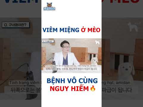 Video: Bạn nên biết gì về viêm tụy Feline