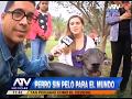 ATV Noticias - Informe especial sobre el Perro peruano