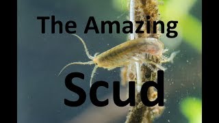 Amazing fresh water shrimp or scud  DONS PICKS EP2