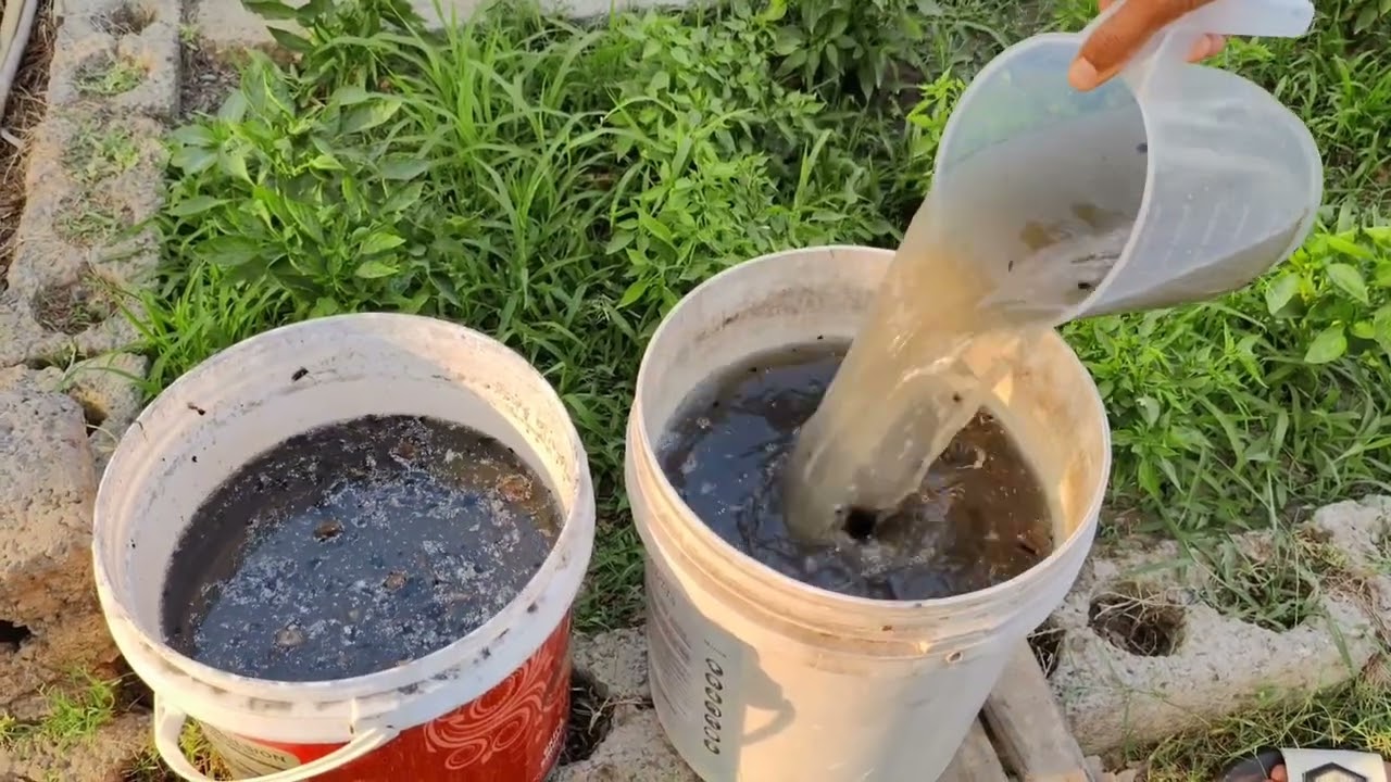 From DEAD to Super Microbe-Rich Soil! These TWO Methods Work Wonders! (Plants Will Thank You!)