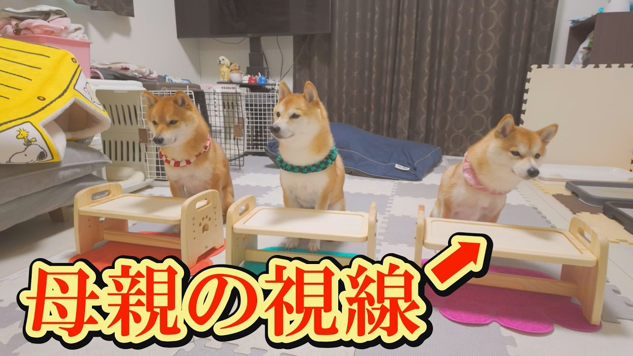 栄養失調の子犬を心配し、どんな時も見守る女子柴犬が母親のようでした。