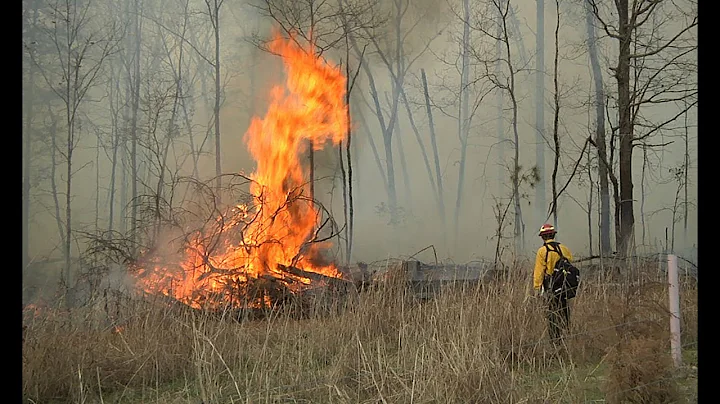Prescribed Fire Will Help Restore a Rare Ecosystem