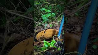 Septic tank problems #draincleaning #drainunblocking #drainjetting #sewage