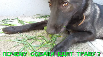 Почему собака ест траву?