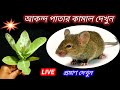 🔥ইঁদুরের বংশ ধ্বংস হবে ঘরোয়া এই টোটকায়🔥Live প্রমাণ দেখুন//rat killer// cockroach killer