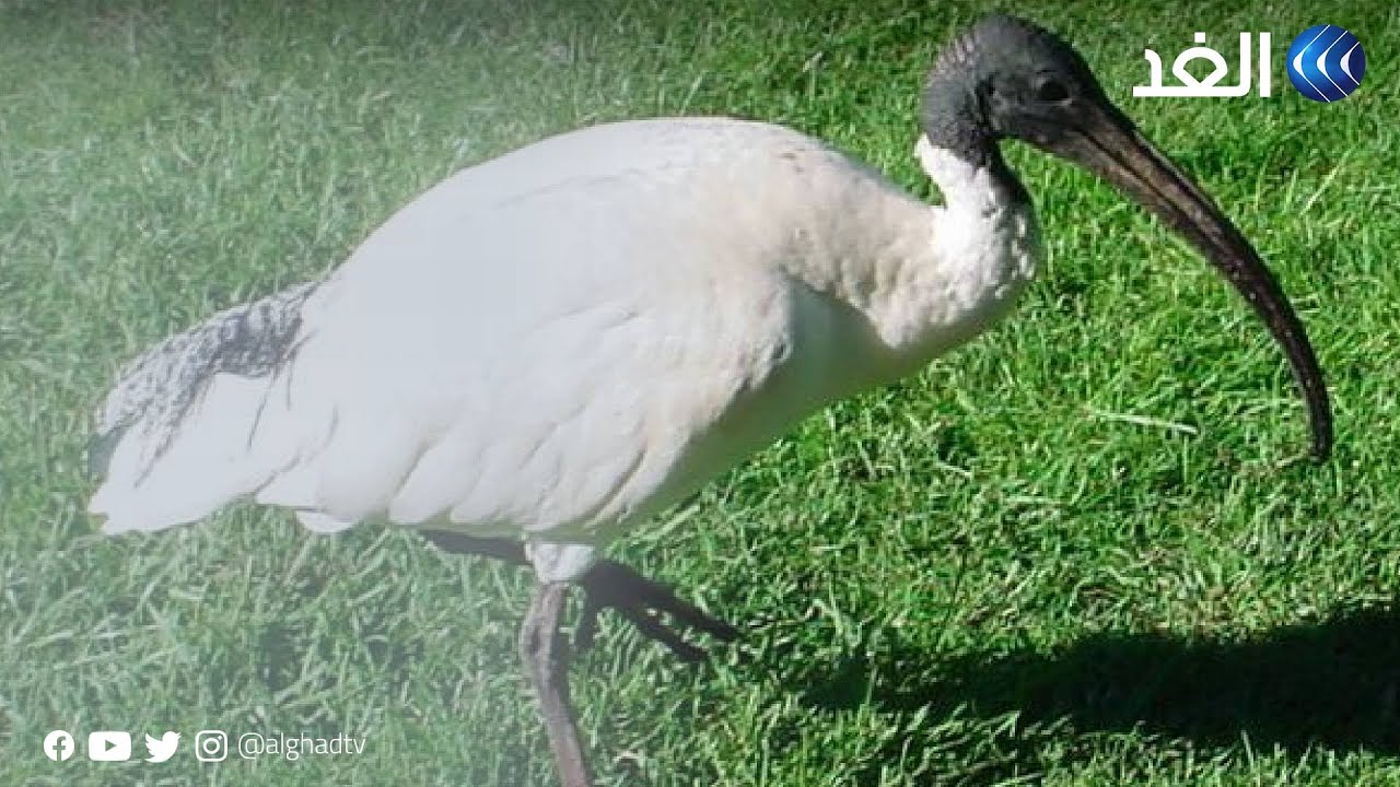 أبو منجل في حماية دولية.. جهود لحماية الطائر من الانقراض على مر العصور