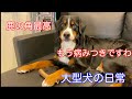 【大型犬の日常】鹿の角をプレゼントしてもらって幸せそうな父ちゃんとバーニーズマウンテンドッグ　 bernese mountain dog