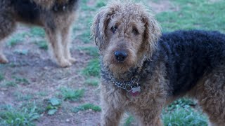 Training Your Soft Coated Wheaten Terrier for Competitive Flyball