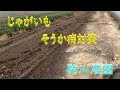 じゃがいも植付　そうか病対策　駒川農園　23.3.12