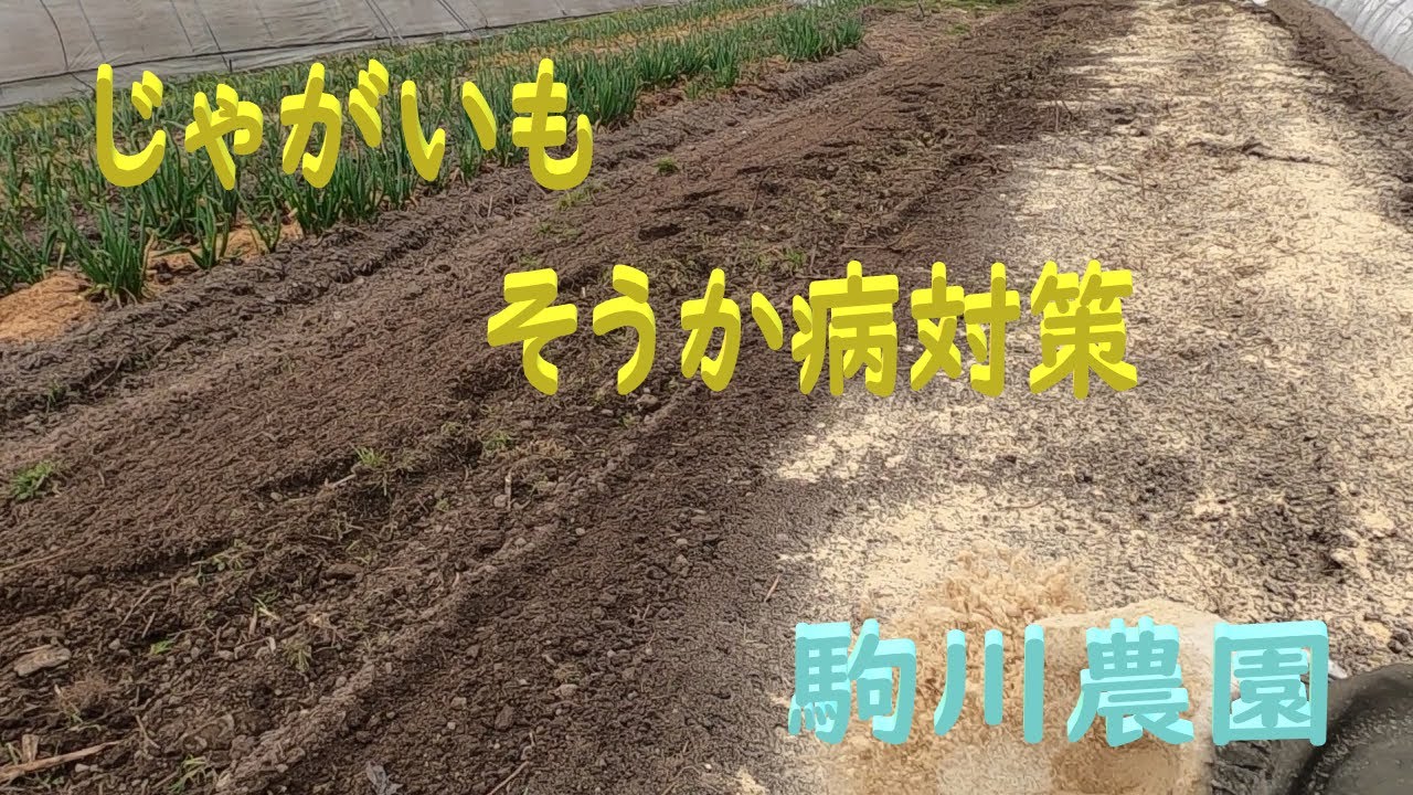 じゃがいも植付　そうか病対策　駒川農園　23.3.12