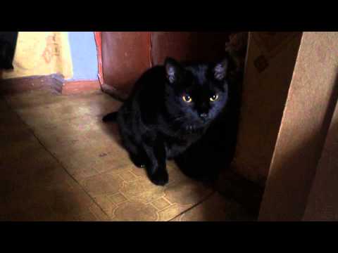 Кот кашляет Кот кашляет