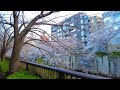 Tokyo Cherry Blossom (Sakura) - Meguro River Walk