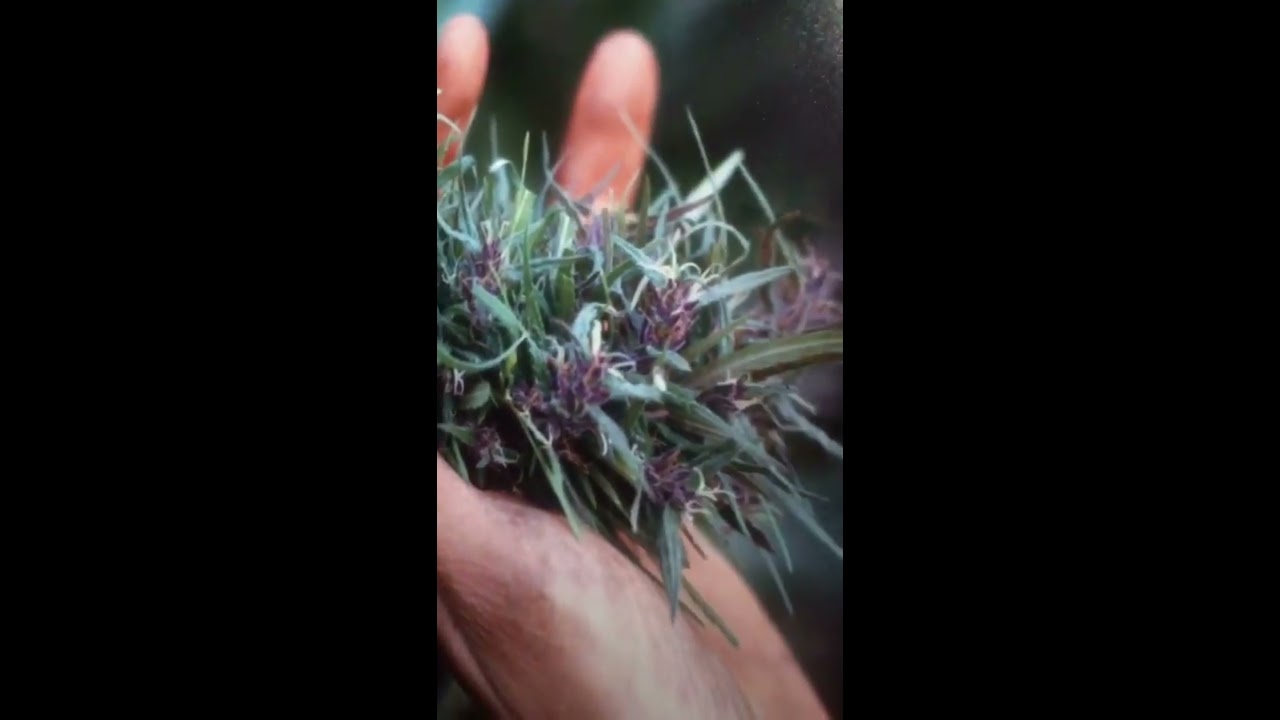 Mel Frank: When We Were Criminals