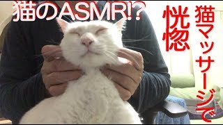 【猫ASMR】膝上猫マッサージ、猫たちが恍惚となる Tha massage for my cats