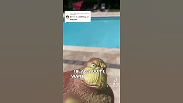 Wh row monkey in the pool