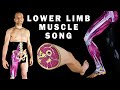 Lower Limb Muscles Quiz