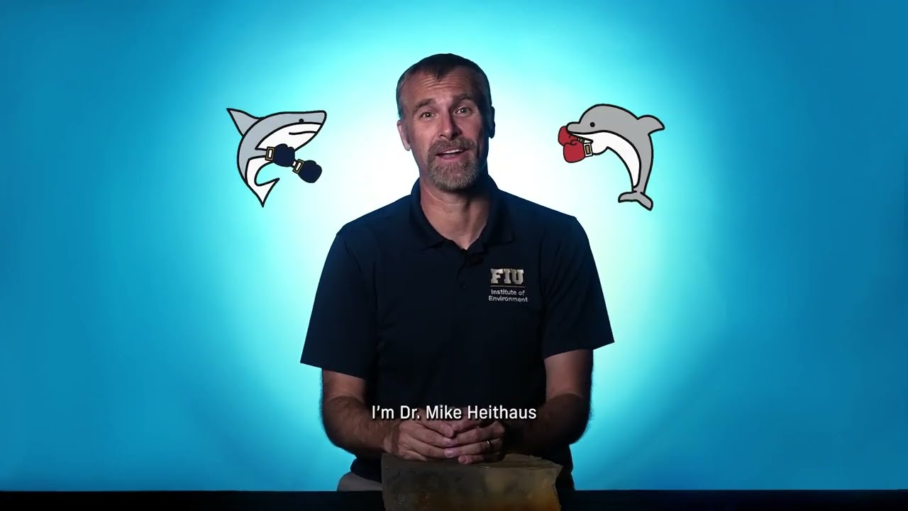 Sharks vs. dolphins? Who’d win this battle? 🦈 