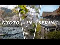 Sakura Hunting in Kyoto - Cherry Blossom Exploration - Journey Across Japan