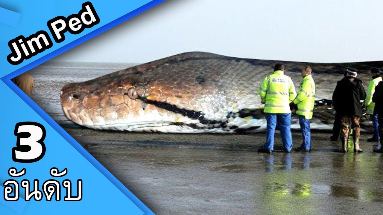 งูที่ใหญ่ที่สุดในโลก ไททันโอโบอา หรือมันจะยังไม่สูญพันธ์ุ ?? กับคลิปวีดีโอ 3อันดับ