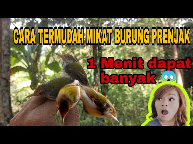 JEBAKAN BURUNG PRENJAK TERMUDAH 1 MENIT DAPAT BANYAK || AEJA PETUALANG class=