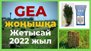 ДЖЕА жоңышқасы! 1 жыл - 4 укос! #жоңышқа #gea #джеа #жетысай