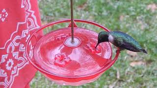First Hummingbird of 2024  Dandy the Rubythroated Hummingbird