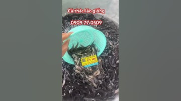 Cá thác lác giống, cá nàng hai giống. #trại_cá_giống_út_me #fishing #cá #mientay #cá_giống #fish