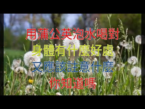 用蒲公英泡水喝對身體有什麼好處，又應該註意什麼，你知道嗎