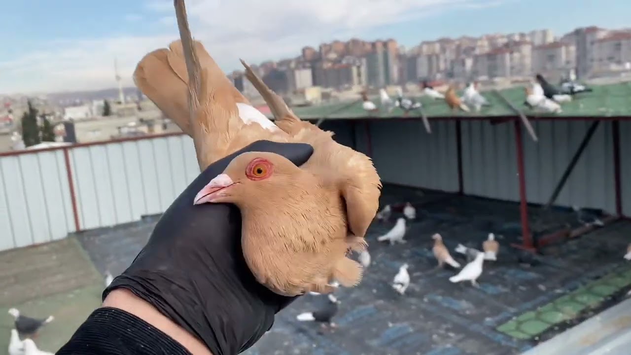 2’ KAÇAĞIN BİRİNİ YAKALAYA BİLDİM ! Kepçe örp yaptım