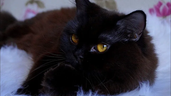 Watch the video about Black British Longhair Cat Prada Good Friend