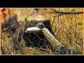 Top 17 Moments When Honey Badgers Show The Competition, Just How Nuts They Are.