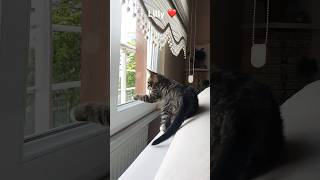Lily ❤️ #kedivideoları #kedishorts #cat #turkishcat #catshorts #cute #catvideos #tekirkedi #pets