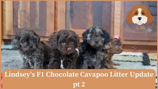 Lindsey's F1 Chocolate Cavapoo Litter Update pt 2 by Cavapoos 3:16 175 views 1 month ago 2 minutes, 26 seconds