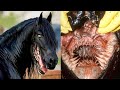 15 Deadliest Animal Mouths That Will Give You Chills!